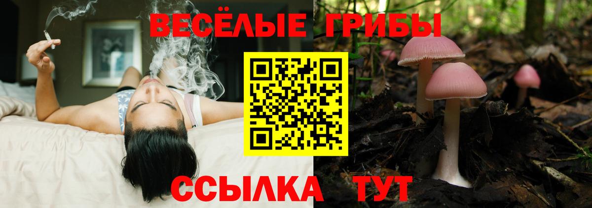 закладки  Вход с VPN  Галлюциногенные грибы Psilocybine cubensis  Шатура  Галлюциногенные грибы Magic Shrooms 